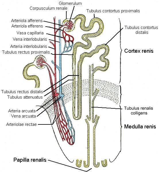 Gray's Anatomy nephron drawing showing tubules, glomeruli, cortex, and medulla.
