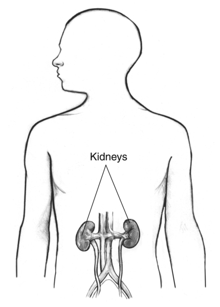 Drawing of the kidneys labeled in the outline of a human body.